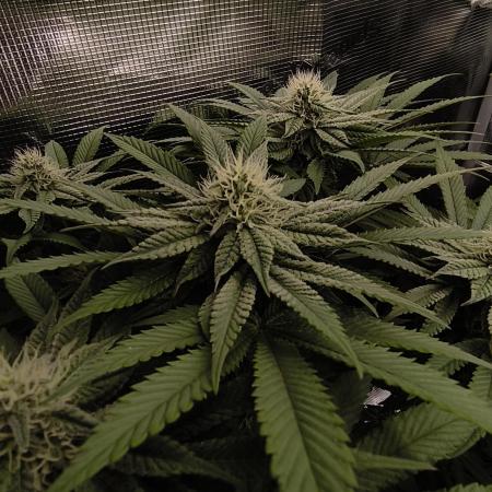 2x Fryday Boof Anesia Seeds