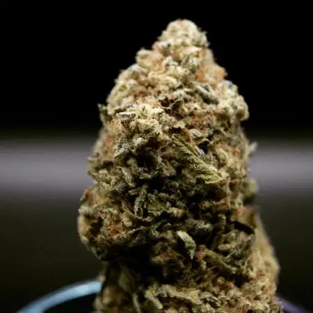 Purple Dosi Punch