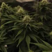 2X Strawberry pop rocks Anesia Seeds