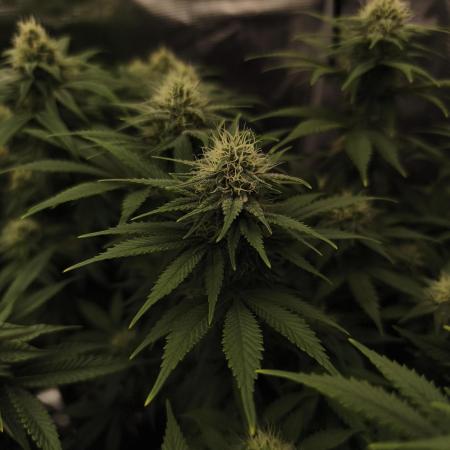 2X Strawberry pop rocks Anesia Seeds