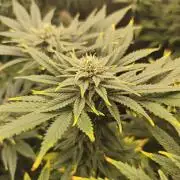 1X Blue Cookies  MSNL