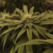 2x Fryday Boof Anesia Seeds