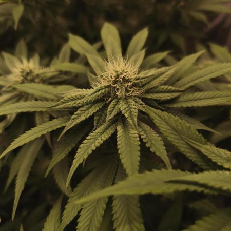 2x Fryday Boof Anesia Seeds