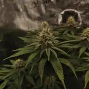 2X Permanent marker MSNL