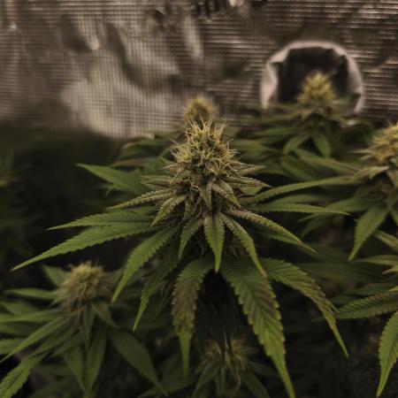 2X Permanent marker MSNL