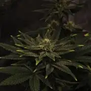 1X Blue Cookies  MSNL