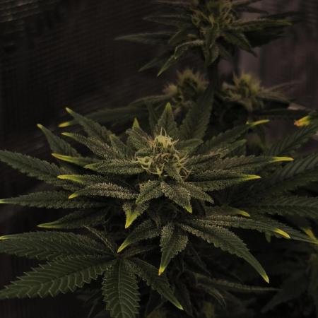 1X Blue Cookies  MSNL