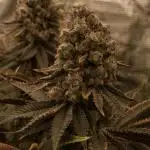 Jelly bean Cocktail  Right hemisphere genetics