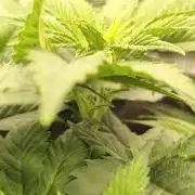 2x Fryday Boof Anesia Seeds