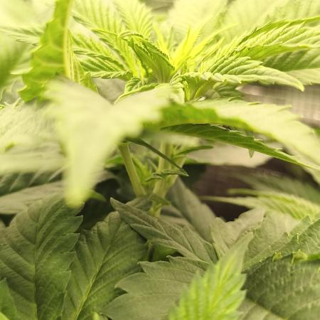 2x Fryday Boof Anesia Seeds