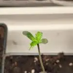 Blue Cookies  MSNL