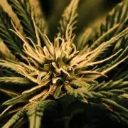 2X Permanent marker MSNL