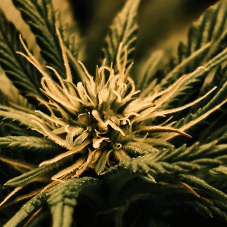 2X Permanent marker MSNL