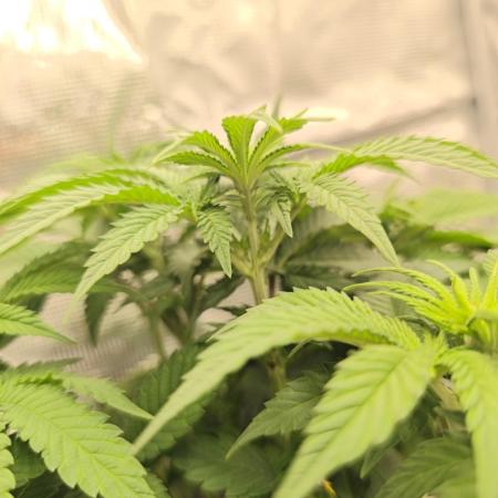 2x Fryday Boof Anesia Seeds