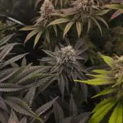 2x Fryday Boof Anesia Seeds