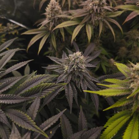 2x Fryday Boof Anesia Seeds