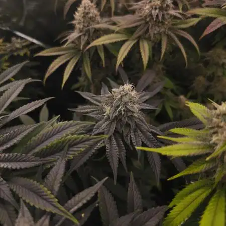 2x Fryday Boof Anesia Seeds