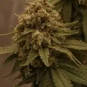 Gelato #44 RQS x TYSON