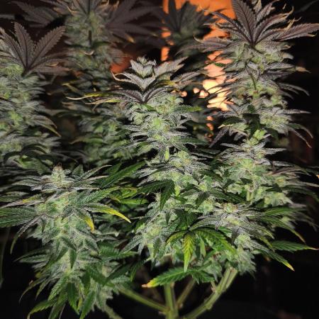 1X Blue Cookies  MSNL