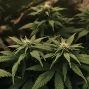 2X Strawberry pop rocks Anesia Seeds