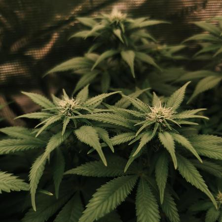 2X Strawberry pop rocks Anesia Seeds