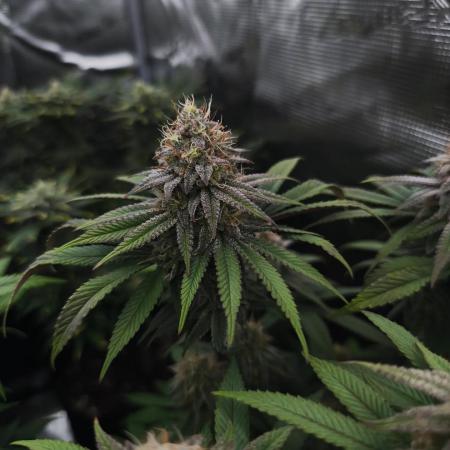 2X Permanent marker MSNL