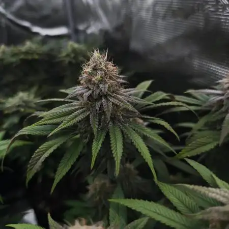 2X Permanent marker MSNL