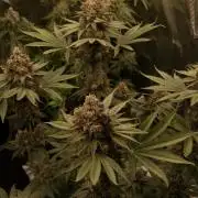 RS11 Kannabia seeds