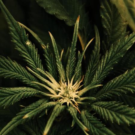 2x Fryday Boof Anesia Seeds