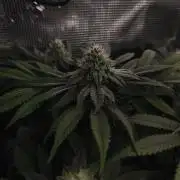 2x Fryday Boof Anesia Seeds