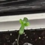 Fryday Boof Anesia Seeds