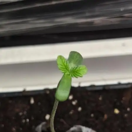 Fryday Boof Anesia Seeds