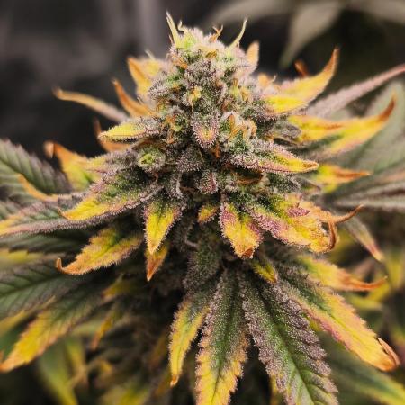 1X Blue Cookies  MSNL