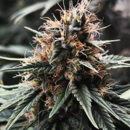 RS11 Kannabia seeds