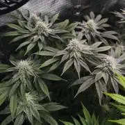 2x Fryday Boof Anesia Seeds