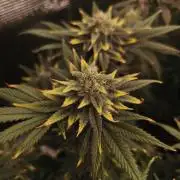 1X Blue Cookies  MSNL