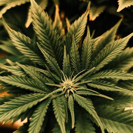 1X Blue Cookies  MSNL