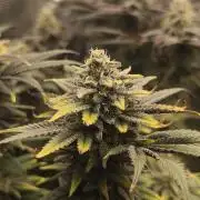 1X Blue Cookies  MSNL