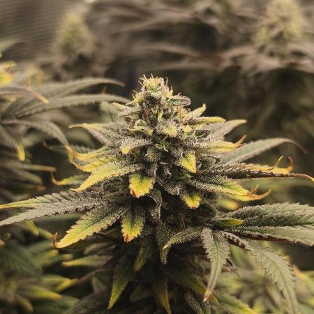 1X Blue Cookies  MSNL