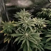 1X Blue Cookies  MSNL