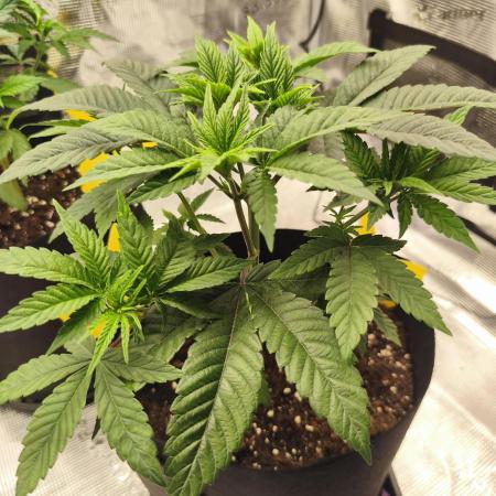 Permanent marker MSNL