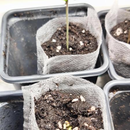 Fryday Boof Anesia Seeds