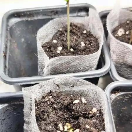 Fryday Boof Anesia Seeds