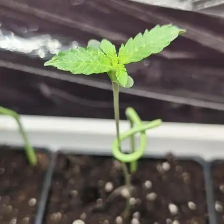 Blue Cookies  MSNL