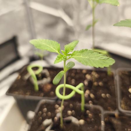 Fryday Boof Anesia Seeds