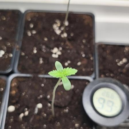 Strawberry pop rocks Anesia Seeds