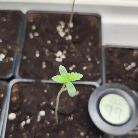Strawberry pop rocks Anesia Seeds