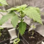 Strawberry pop rocks Anesia Seeds