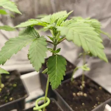 Strawberry pop rocks Anesia Seeds