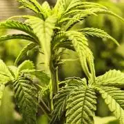 2X Permanent marker MSNL